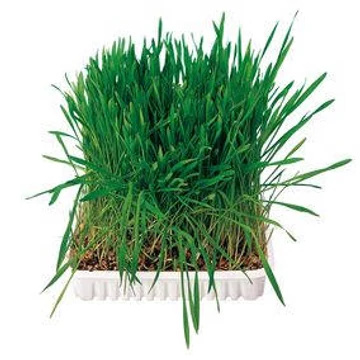 Trixie Small Animal Grass - kiegészítő eledel (fű) rágcsálók részére (100g)