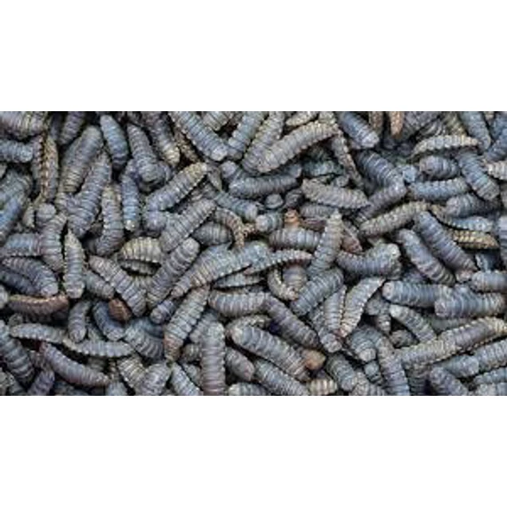 Panzi talpastasakos - Szárított katonalégylárva (50g)