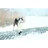 Trixie Walker Active Protective Boots - csizma (fekete) kutyák részére (L)