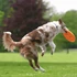 Trixie Dog Disc - robosztus játék (frizbi) kutyák részére (Ø23cm)