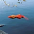 Trixie Duck Toy - vízi játék (kacsa) kutyák részére (50cm)