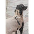 Trixie Riom Dog Winter - télikabát (homok) kutyák részére (XS) 25cm