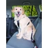 Trixie Car Harness - biztonsági öv kutyák részére - M - (50-70cm/25mm)